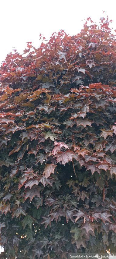 Ветер перемен — Куклы Paola Reina (Паола Рейна): новинки