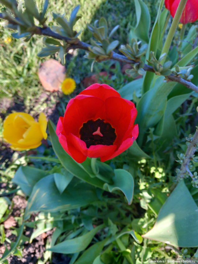 Феликс — Игровые куклы разных производителей (Разное): редкие бренды (фото 10)