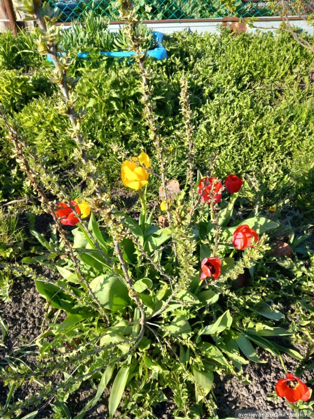 Феликс — Игровые куклы разных производителей (Разное): редкие бренды (фото 9)