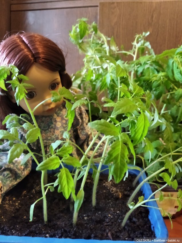 Подготовка к даче — Интересное и необычное: фотоподборки (фото 4)