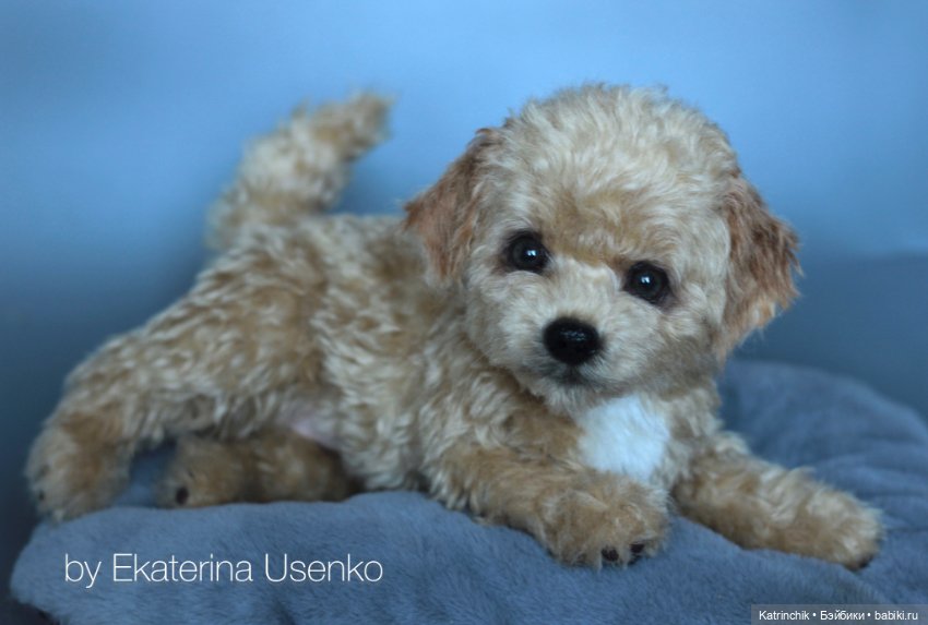 Щенки мальтипу — Авторские мишки Тедди и друзья: фото (фото 8)