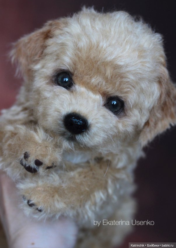 Щенки мальтипу — Авторские мишки Тедди и друзья: фото