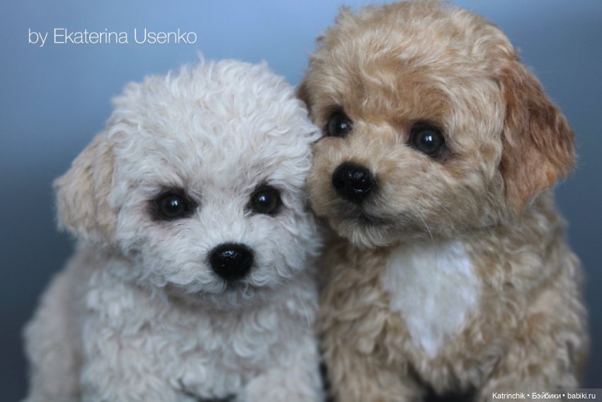 Щенки мальтипу — Авторские мишки Тедди и друзья: фото