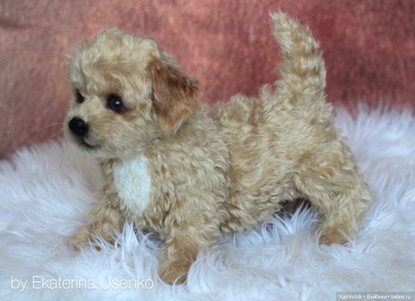 Щенки мальтипу — Авторские мишки Тедди и друзья: фото