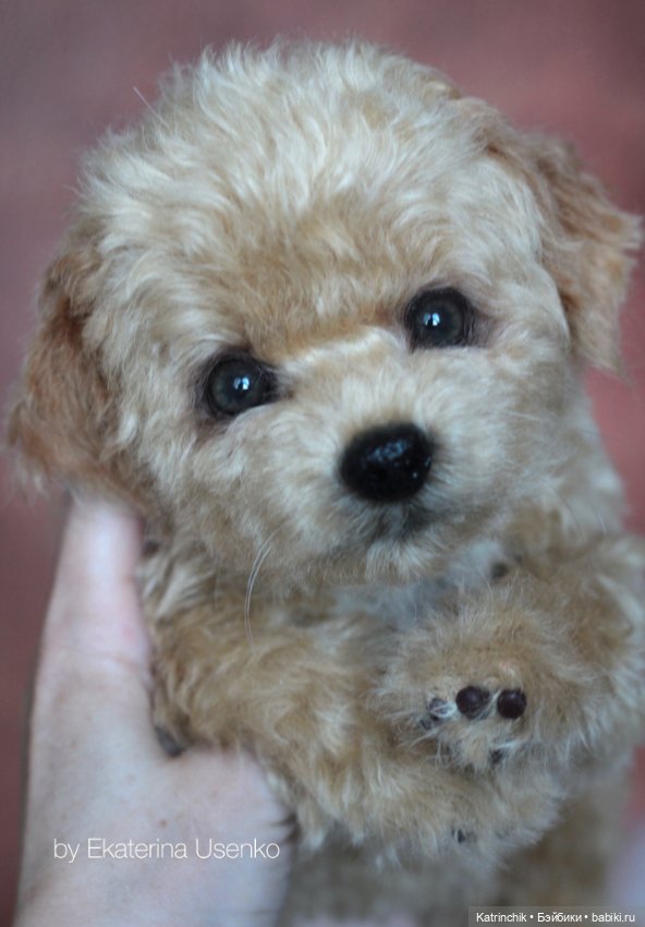 Щенки мальтипу — Авторские мишки Тедди и друзья: фото