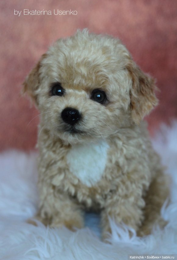 Щенки мальтипу — Авторские мишки Тедди и друзья: фото