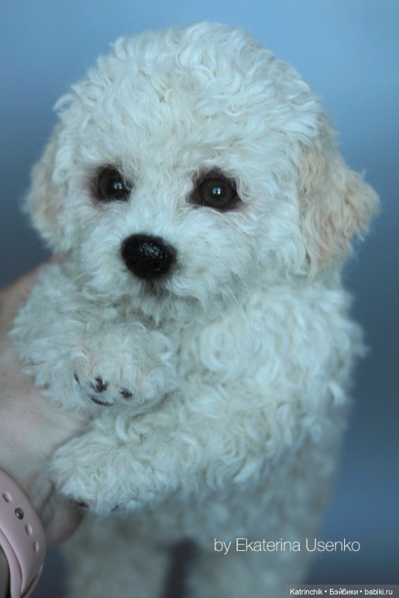 Щенки мальтипу — Авторские мишки Тедди и друзья: фото (фото 10)