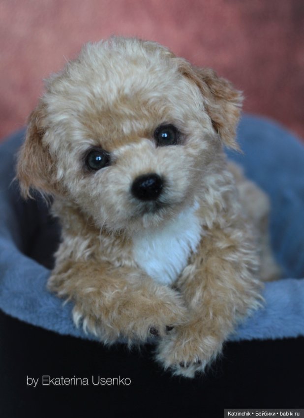 Щенки мальтипу — Авторские мишки Тедди и друзья: фото