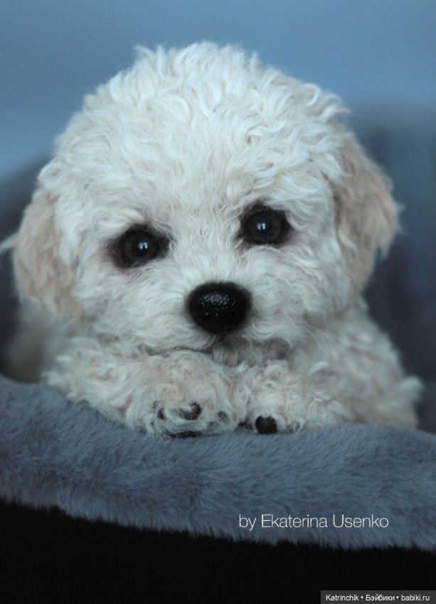 Щенки мальтипу — Авторские мишки Тедди и друзья: фото (фото 9)