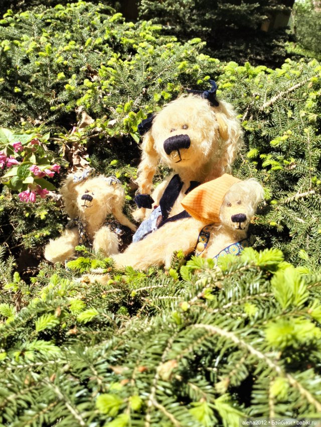 Медведи на даче, отчёт о прогулке