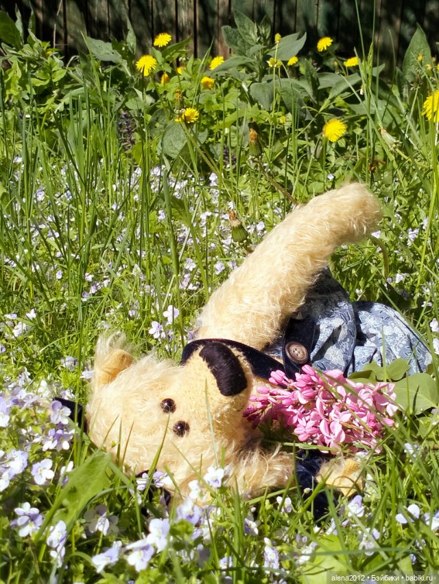 Медведи на даче, отчёт о прогулке