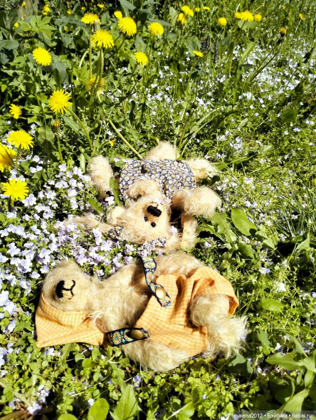 Медведи на даче, отчёт о прогулке