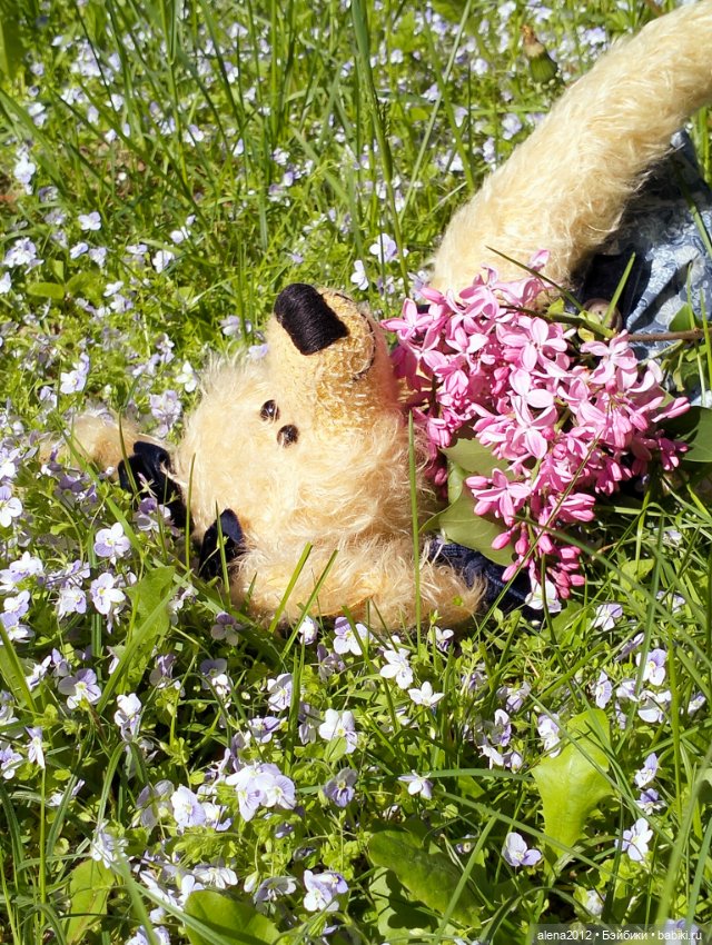 Медведи на даче, отчёт о прогулке