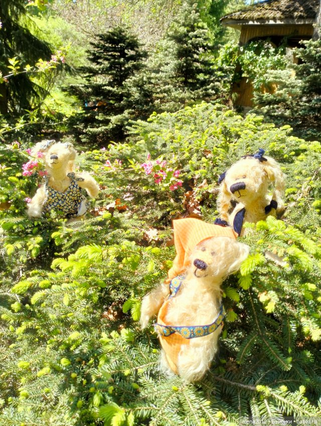 Медведи на даче, отчёт о прогулке