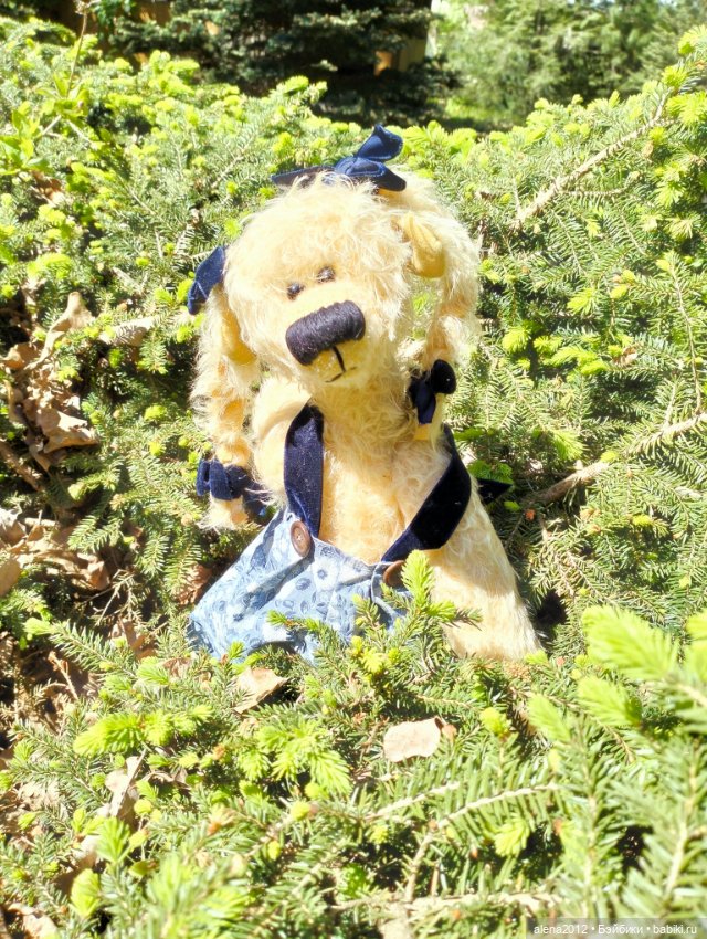 Медведи на даче, отчёт о прогулке