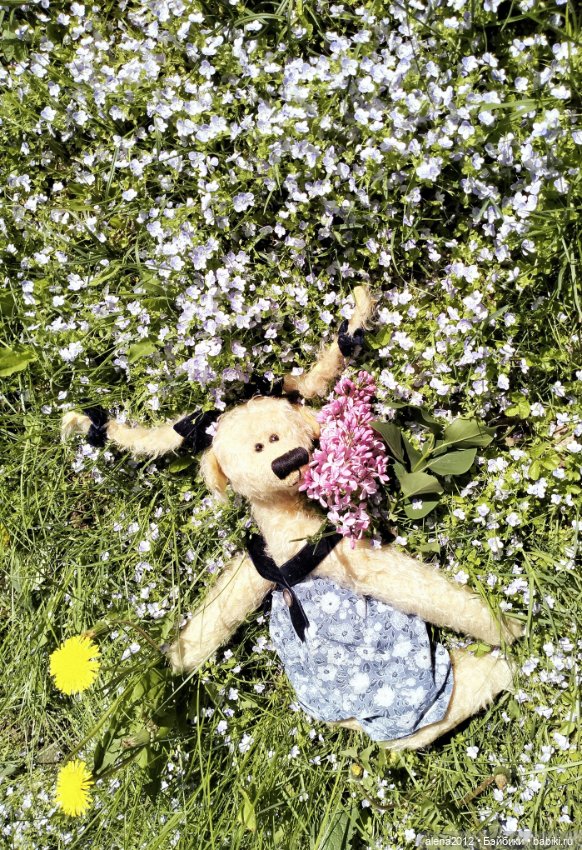 Медведи на даче, отчёт о прогулке