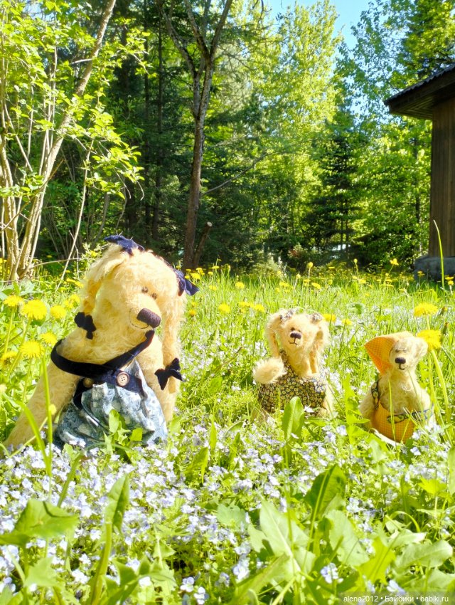 Медведи на даче, отчёт о прогулке (фото 8)