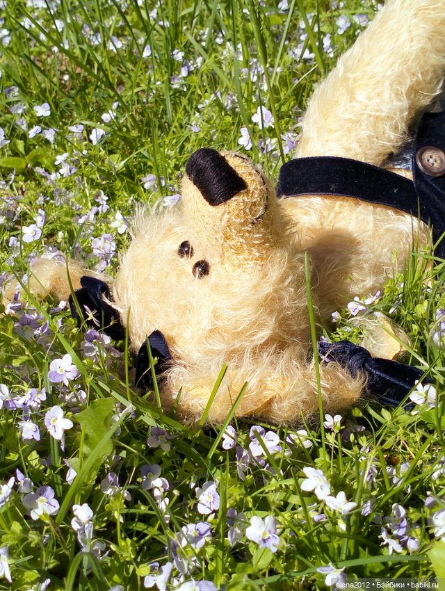 Медведи на даче, отчёт о прогулке