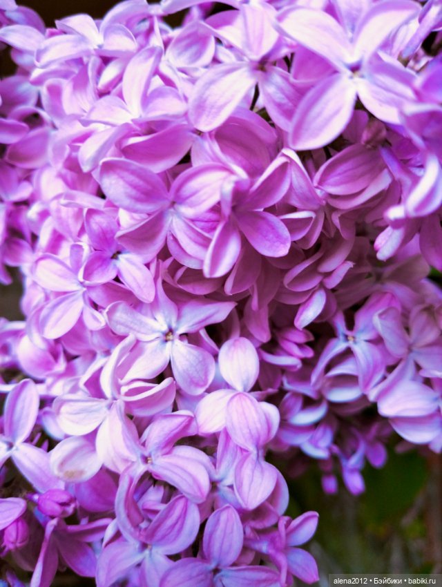 Медведи на даче, отчёт о прогулке