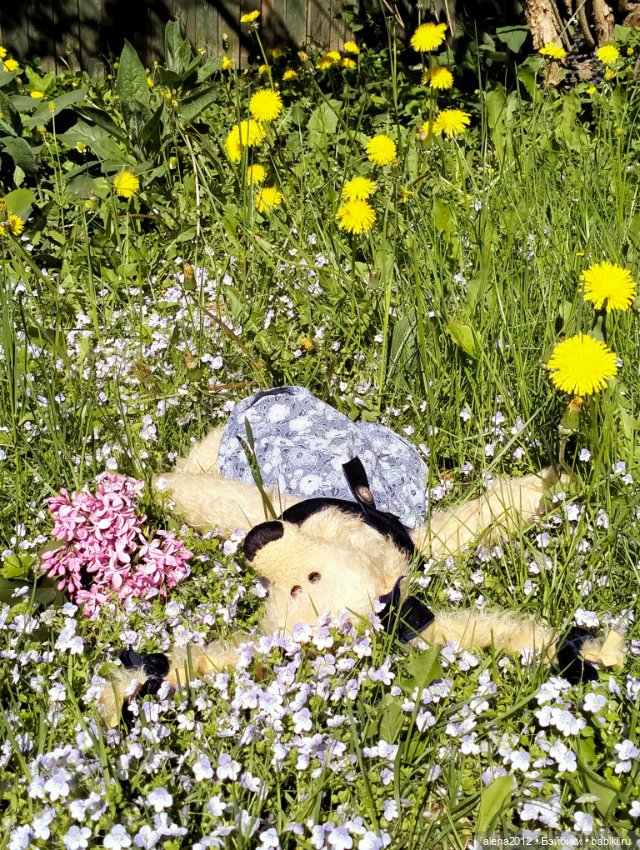 Медведи на даче, отчёт о прогулке