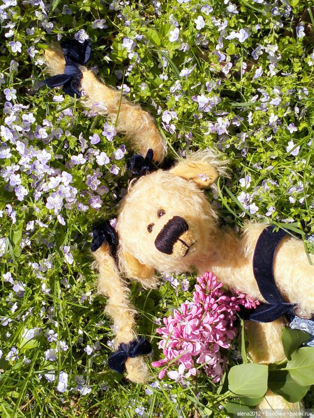 Медведи на даче, отчёт о прогулке