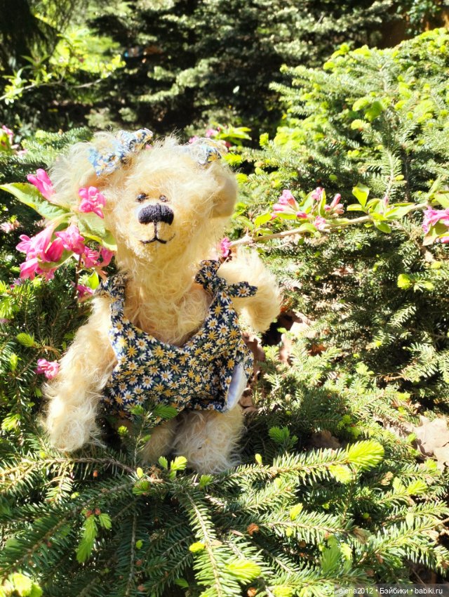 Медведи на даче, отчёт о прогулке