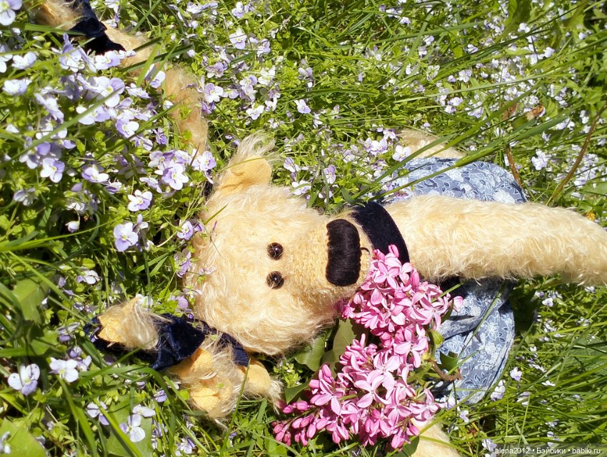 Медведи на даче, отчёт о прогулке