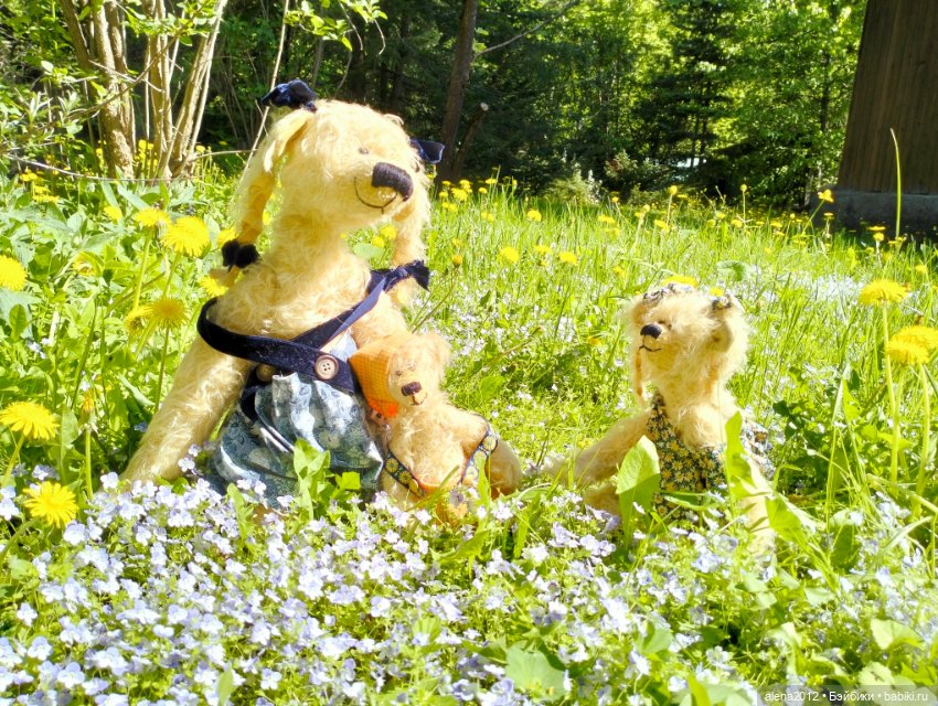 Медведи на даче, отчёт о прогулке