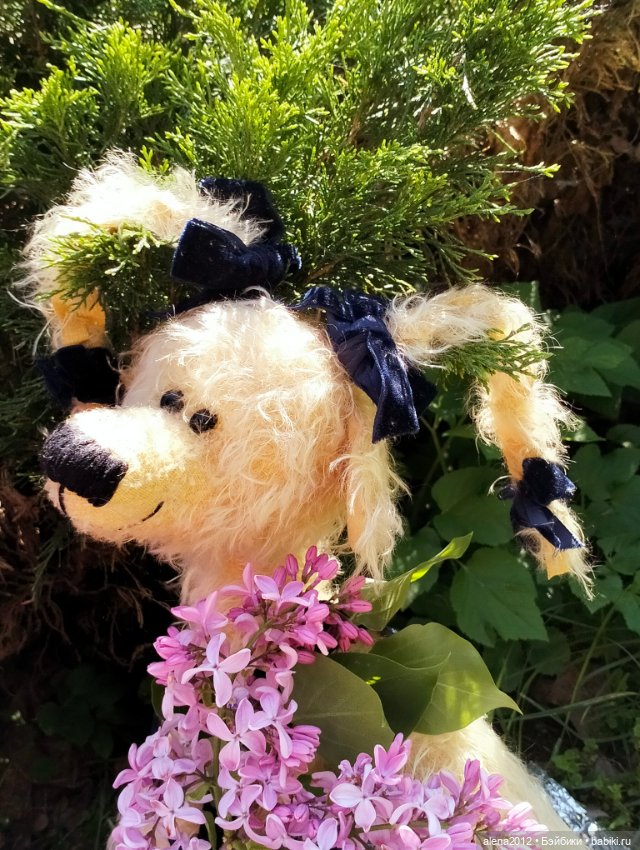 Медведи на даче, отчёт о прогулке