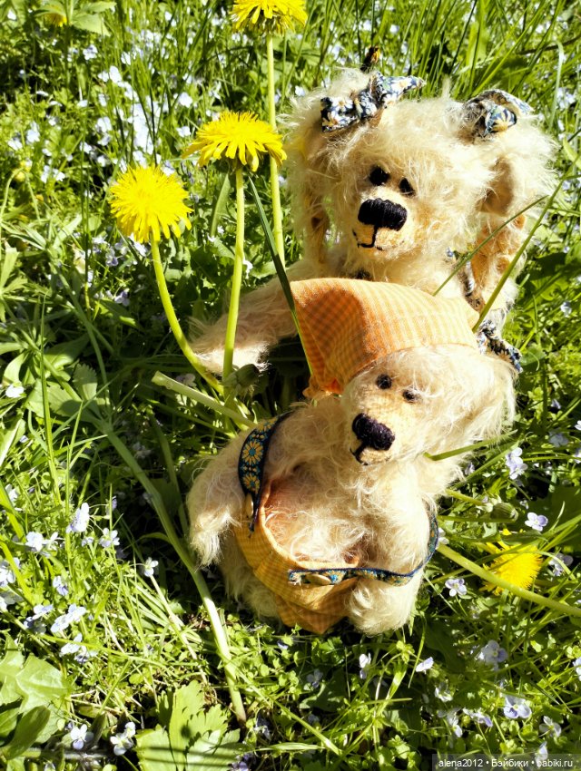 Медведи на даче, отчёт о прогулке