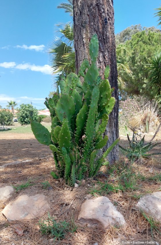 Нела и кактусы — Куклы Beatrice Perini (Беатрис Перини): эмоциональные дети (фото 3)