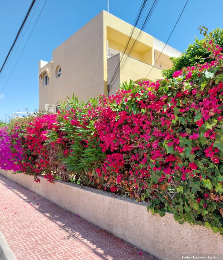 Нела и кактусы — Куклы Beatrice Perini (Беатрис Перини): эмоциональные дети