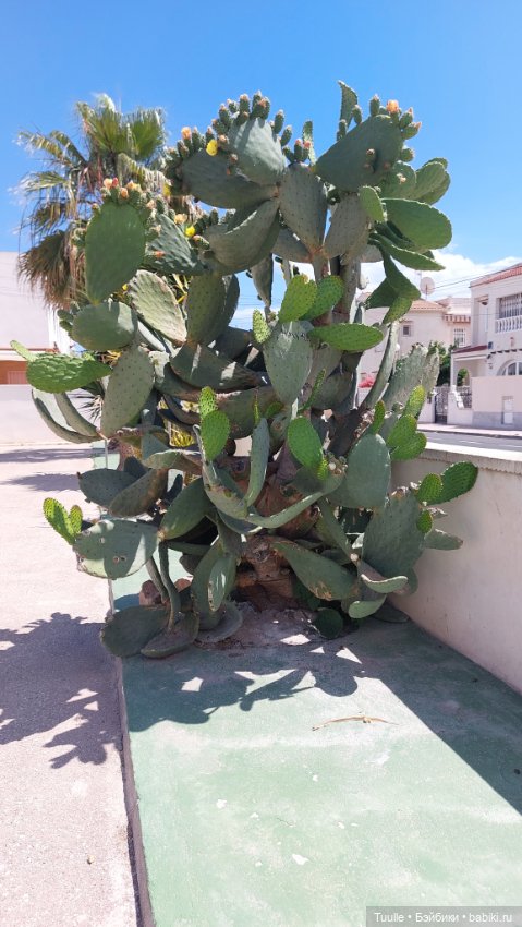 Нела и кактусы — Куклы Beatrice Perini (Беатрис Перини): эмоциональные дети (фото 7)