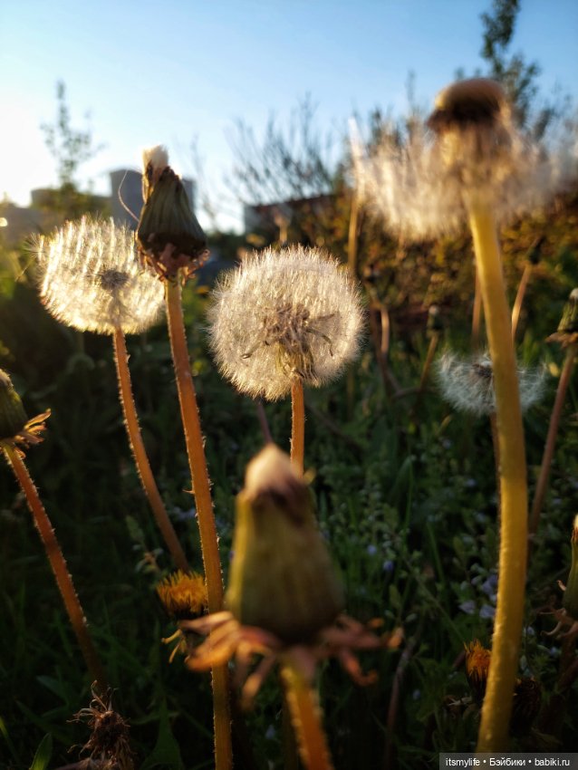 Одуванчиковый закат — Куклы Liv (Лив) Spin Master: сменные парики (фото 6)