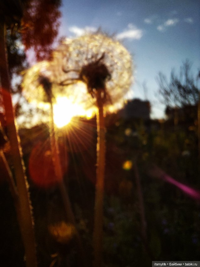 Одуванчиковый закат — Куклы Liv (Лив) Spin Master: сменные парики (фото 5)