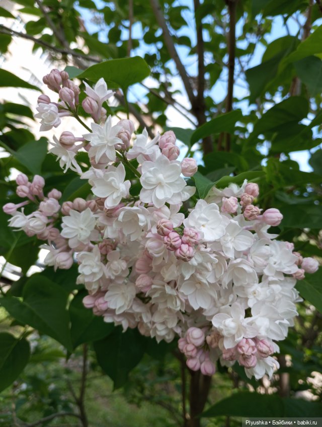 Мириам и сирень — Аналоги Барби и куклы 1/6: клоны 90