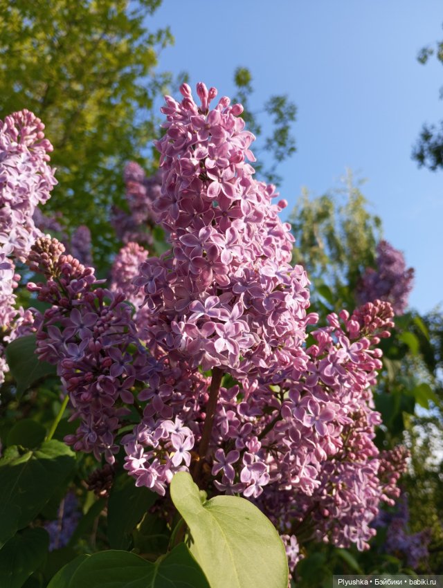 Мириам и сирень — Аналоги Барби и куклы 1/6: клоны 90