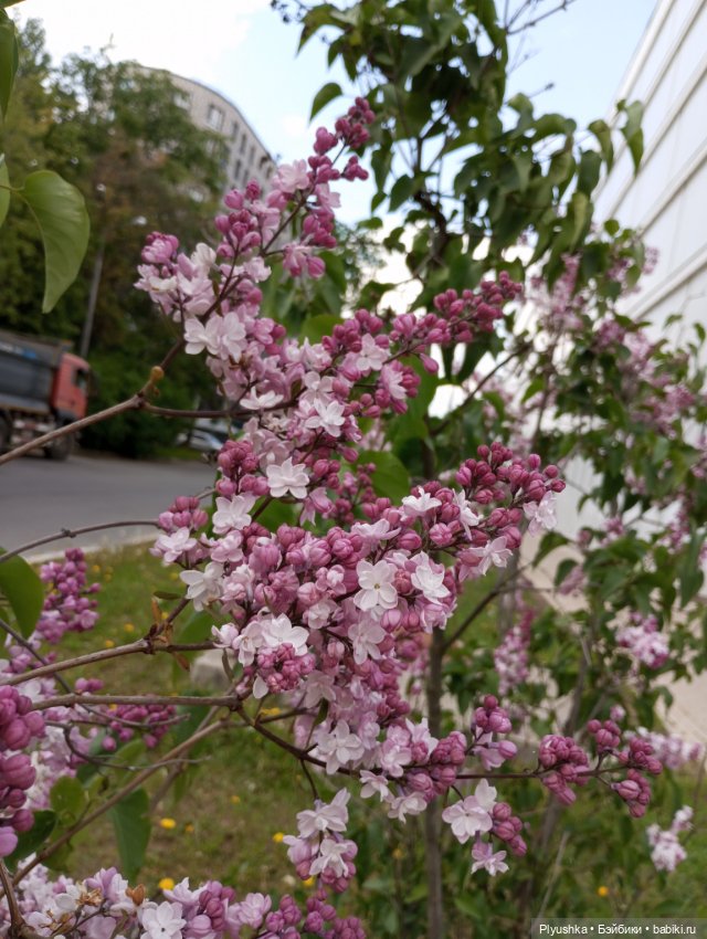 Мириам и сирень — Аналоги Барби и куклы 1/6: клоны 90 (фото 9)