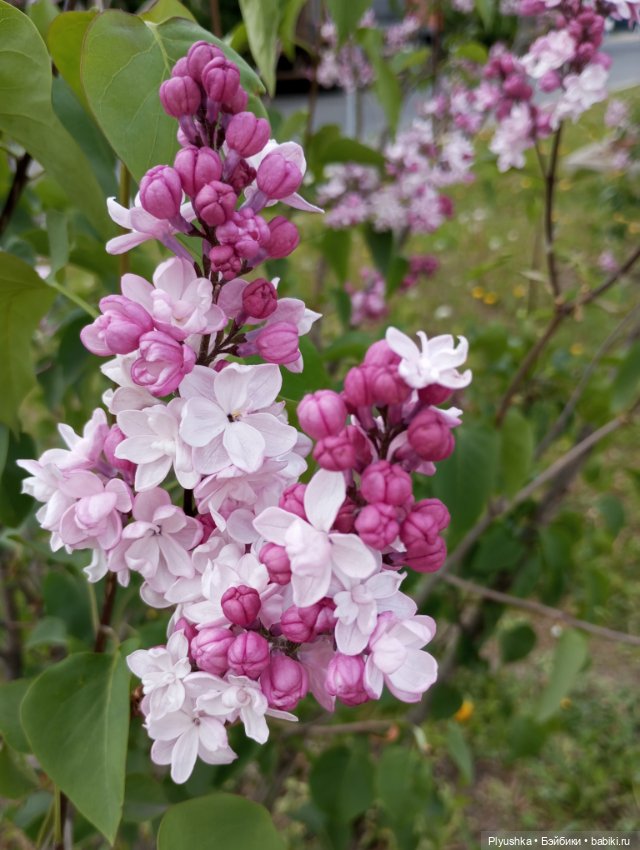 Мириам и сирень — Аналоги Барби и куклы 1/6: клоны 90 (фото 6)