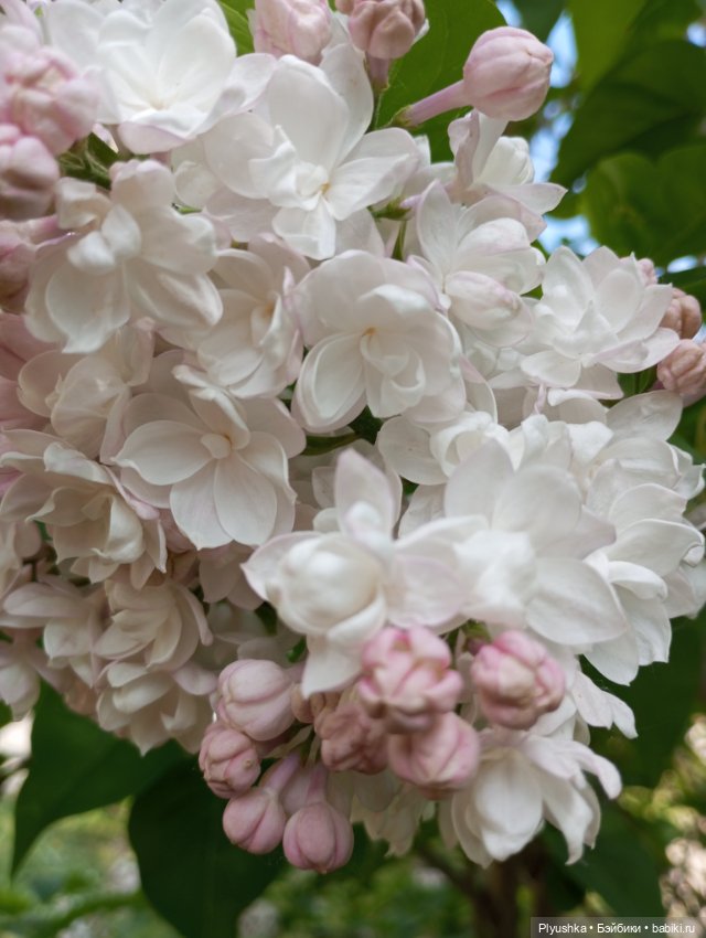 Мириам и сирень — Аналоги Барби и куклы 1/6: клоны 90 (фото 4)