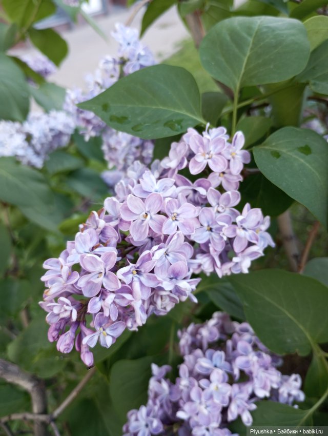 Мириам и сирень — Аналоги Барби и куклы 1/6: клоны 90