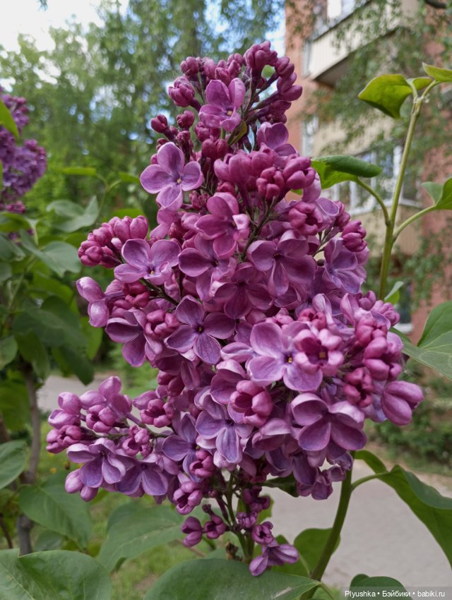 Мириам и сирень — Аналоги Барби и куклы 1/6: клоны 90