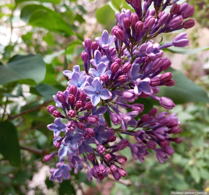 Мириам и сирень — Аналоги Барби и куклы 1/6: клоны 90