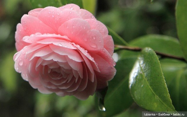 Камелия — Винтажные куклы ГДР (Немки): Бигги