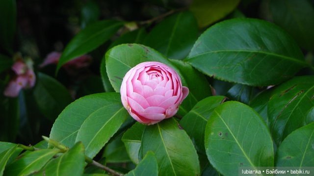 Камелия — Винтажные куклы ГДР (Немки): Бигги