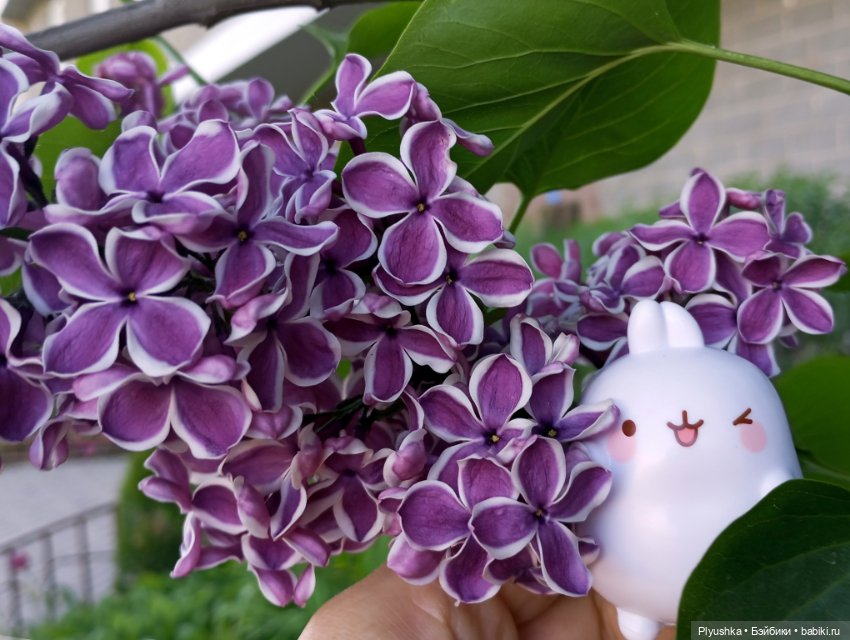 Продолжу про сирень — Фигурки Киндер Сюрприз (Kinder) (фото 4)