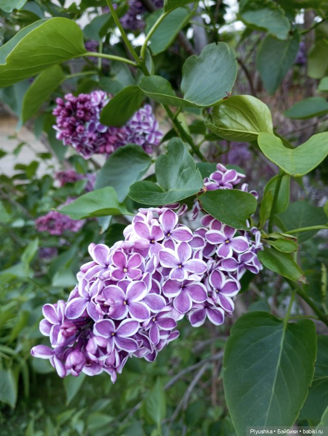 Продолжу про сирень — Фигурки Киндер Сюрприз (Kinder) (фото 3)