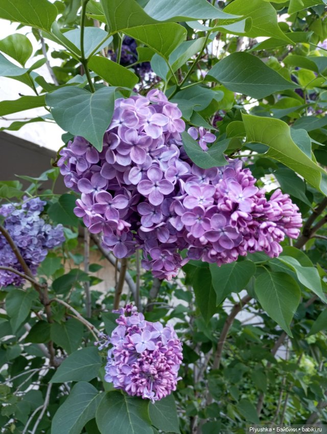 Продолжу про сирень — Фигурки Киндер Сюрприз (Kinder)