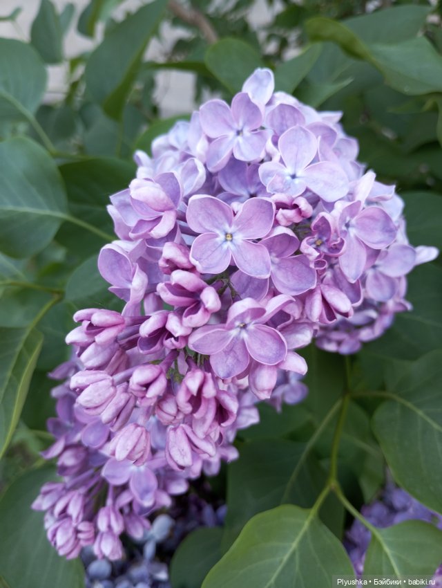 Продолжу про сирень — Фигурки Киндер Сюрприз (Kinder)