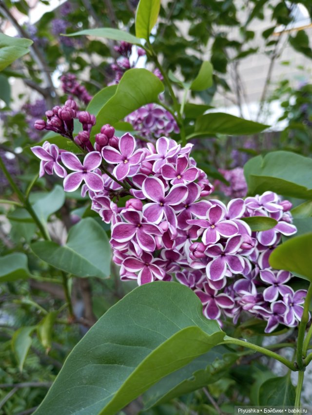 Продолжу про сирень — Фигурки Киндер Сюрприз (Kinder)